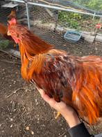 Mooie New Hampshire haan, Dieren en Toebehoren, Mannelijk, Kip