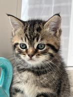 Kat, Dieren en Toebehoren, Kater