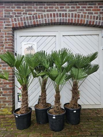 AANBIEDING: TRACHYCARPUS WAGNERIANUS  beschikbaar voor biedingen