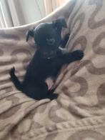 Boemer/chihuahua pups, Overige rassen, Meerdere, Meerdere dieren, Nederland