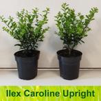 Ilex crenata Caroline Upright, Tuin en Terras, Planten | Struiken en Hagen, Ophalen, Hulst, Haag, Minder dan 100 cm