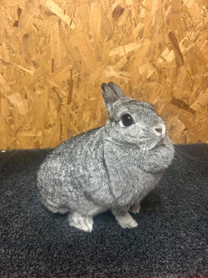 Rasechte Kleurdwerg Chinchilla Voedster (dwergkonijn), Dieren en Toebehoren, Konijnen, Dwerg, Vrouwelijk, 3 tot 5 jaar