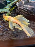 Volwassen l144 longfin bleu eye man, Dieren en Toebehoren, Vis