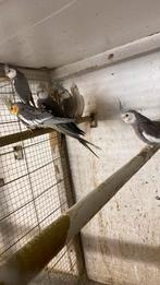 Valkparkieten, Dieren en Toebehoren, Meerdere dieren, Parkiet