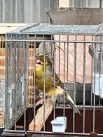 Timbrado, Dieren en Toebehoren, Vogels | Kanaries, Mannelijk, Zangkanarie