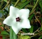 hoya's  te koop, Ophalen of Verzenden, Overige soorten, Volle zon