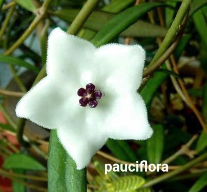 hoya's  te koop, Tuin en Terras, Planten | Tuinplanten, Overige soorten, Volle zon, Ophalen of Verzenden