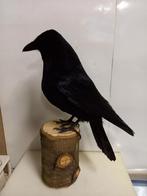 Opgezette zwarte kraai, Verzamelen, Dierenverzamelingen, Ophalen of Verzenden, Zo goed als nieuw, Vogel, Opgezet dier