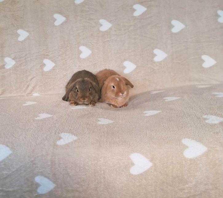 🎁❤️️ NIEUW! MINILOP KOPPELTJE 7 WEKEN – RASZUIVER & TAM, Dieren en Toebehoren, Konijnen, Dwerg, Meerdere dieren, 0 tot 2 jaar