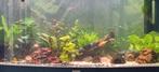 Aquarium, Dieren en Toebehoren, Vissen | Aquaria en Toebehoren, Ophalen, Zo goed als nieuw