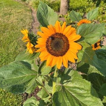 Lage zonne bloem in 15 cm pot nu € 1. beschikbaar voor biedingen