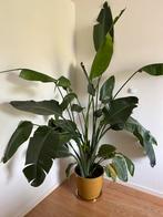 Strelitzia Nicolai XXL, Huis en Inrichting, Kamerplanten, Ophalen, Overige soorten