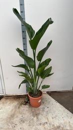 Strelitiza Augusta pot 27cm 160/170cm 2 planten per pot, Ophalen, Overige soorten, 150 tot 200 cm