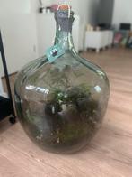 Uniek Ecosysteem in Glazen Fles, Huis en Inrichting, Kamerplanten, Ophalen, Overige soorten, Halfschaduw, In pot