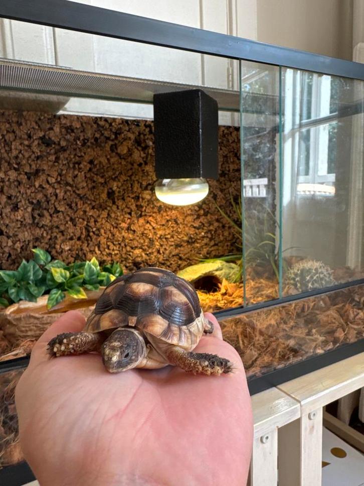 Grieks Landschildpad incl. Terrarium, toebehoren & voeding, Dieren en Toebehoren, Reptielen en Amfibieën, Schildpad, 0 tot 2 jaar