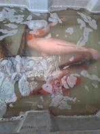 Koi karpers vijvervissen koi's, Dieren en Toebehoren, Karper of Koi