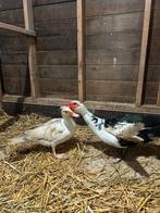 Muskus eenden, Dieren en Toebehoren, Meerdere dieren, Eend