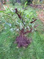 Laurierstruik, Tuin en Terras, Planten | Struiken en Hagen, Ophalen