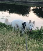 Witte herder reu. Ter dekking aangeboden., Reu, CDV (hondenziekte), 1 tot 2 jaar, Meerdere