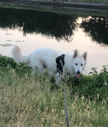 Witte herder reu. Ter dekking aangeboden. beschikbaar voor biedingen