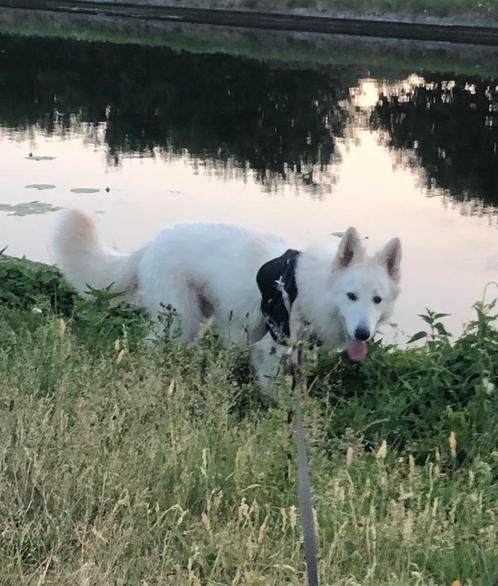 Witte herder reu. Ter dekking aangeboden., Dieren en Toebehoren, Honden | Herdershonden en Veedrijvers, Reu, Herder, Particulier