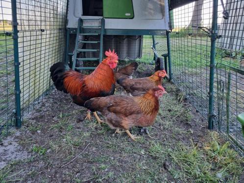 Broedeieren Welsumer kriel, Dieren en Toebehoren, Pluimvee, Kip, Geslacht onbekend