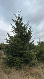 Kerstbomen, Tuin en Terras, Planten | Bomen, Ophalen of Verzenden, Bloeit niet, Volle zon, Overige soorten