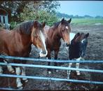 Stal hulp aangeboden, Dieren en Toebehoren, Stalling en Weidegang