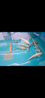 Koi's zoeken nieuwe vijver, Dieren en Toebehoren, Vissen | Vijvervissen, Karper of Koi