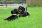 Leuke en lieve black en tan dwerg teckels, 8 tot 15 weken, Dwerg, Meerdere, Meerdere dieren