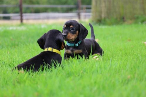 Leuke en lieve black en tan dwerg teckels, Dieren en Toebehoren, Honden | Teckels en Dashonden, Meerdere dieren, Dwerg, Particulier