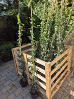 Klimop: Hedera Hibernica in alle maten, Vaste plant, Ophalen of Verzenden, Bloeit niet, Halfschaduw