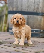 Cockapoo pups | Dwergpoedel x Engelse Cocker Spaniel, Dieren en Toebehoren, Honden | Retrievers, Spaniëls en Waterhonden, Nederland