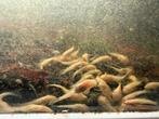 Ancistrus algeneters (albino en bruin)