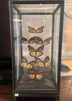 Vlinder in stolp, Ophalen of Verzenden, Zo goed als nieuw, H, H