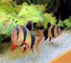 Paar volwassen Clown Botia 15 en 8 cm, Dieren en Toebehoren, Vissen | Aquariumvissen, Vis