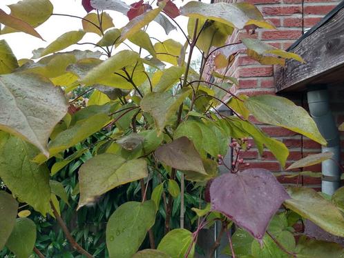 Catalpa Erubescens Purpurea, Tuin en Terras, Planten | Bomen, Overige soorten, 100 tot 250 cm, Volle zon, Lente, Ophalen