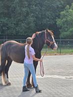 2 jarige tinkerhengst, Dieren en Toebehoren, Pony's, Gechipt, 0 tot 2 jaar, Hengst, Onbeleerd
