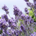 Lavandula angustifolia ‘Hidcote’ – de meest geurende soort, Ophalen, Overige soorten