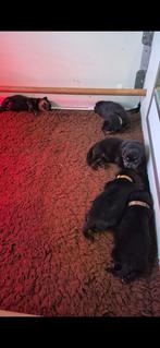 Rottweiler pup reu, Dieren en Toebehoren, Reu, 8 tot 15 weken, Eén hond, Rottweiler