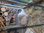 2 konijnen, Dieren en Toebehoren, Meerdere dieren