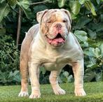 Bullforce Old English Bulldog pup lilac tri 2250, Nederland, Parvo, 8 tot 15 weken, Bulldog