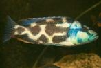 Malawi Cichliden: Nimbochromis livingstonii, Vis, Zoetwatervis
