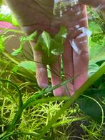 Aquarium klimop plant, Ophalen, Zo goed als nieuw