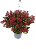 Mooie skimmia rubella, Ophalen, Winter, Tweejarig, Halfschaduw