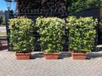 Toscaanse jasmijn leischerm wintergroen geurende bloem, Tuin en Terras, Ophalen, Overige soorten, Haag, 100 tot 250 cm