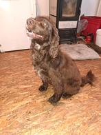 Verwacht; Sprocker (s), 8 tot 15 weken, Parvo, Meerdere, Meerdere dieren