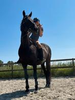 Bijrijder aangeboden/ verzorg pony gezocht, Dieren en Toebehoren, Ophalen of Verzenden, Nieuw