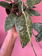 Hoya Rundumensis Splash, Verzenden, Overige soorten, Halfschaduw, Minder dan 100 cm
