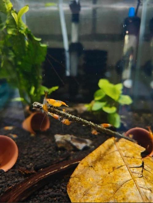 Jonge Orange Rili Garnalen, Dieren en Toebehoren, Vissen | Aquariumvissen, Kreeft, Krab of Garnaal